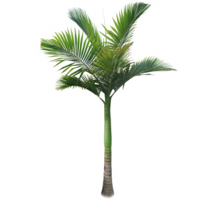 Alexander Palm Tree-0