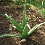 Baby Aloe Vera Tree-0