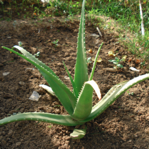 Baby Aloe Vera Tree-0