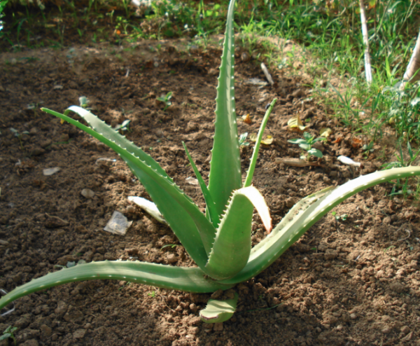 Baby Aloe Vera Tree-0