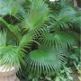 Chinese Palm Tree-0