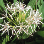 Crinum Lily Tree-0