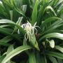 Crinum Lily Tree-90