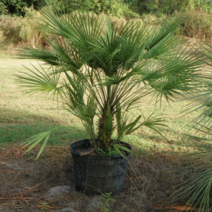 European Fan Palm-0