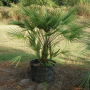European Fan Palm-0