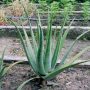 Baby Aloe Vera Tree-22