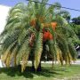 Canary Island Date Palm (Phoenix Canariensis)-0