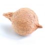 Coconut for Pooja (Puja)-0