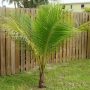 Coconut Tree-44
