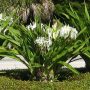 Crinum Lily Tree-13