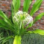 Crinum Lily Tree-14