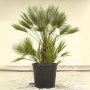 European Fan Palm-47