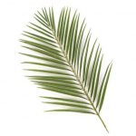 Areca Palm leaves-0