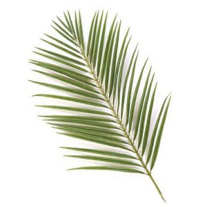 Areca Palm leaves-0