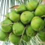 Green Coconut-0