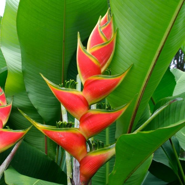 Heliconia (4ft)-0