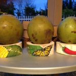 Bamboo Coconut Holder - Hand Painted-0