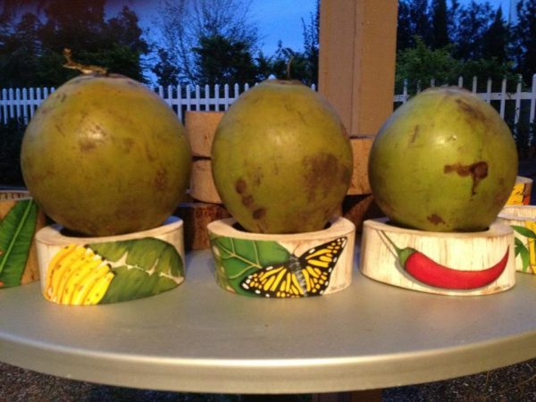 Bamboo Coconut Holder - Hand Painted-0