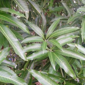 Mango Leaves-0
