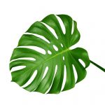 Monstera Leaves-0