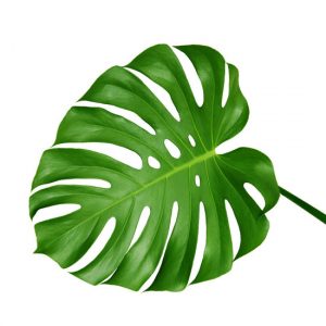Monstera Leaves-0