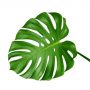 Monstera Leaves-0