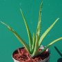 Baby Aloe Vera Tree-21