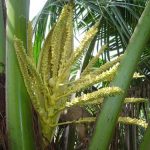 Pookula or Coconut Flower (Opened)-0