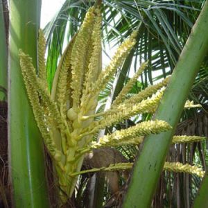 Pookula or Coconut Flower (Opened)-0