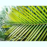 Small Areca Palm Leaves for tropical decorations-0