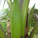 Pookula or Coconut Flower (Unopened)-0