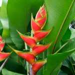 Heliconia (3ft)-0