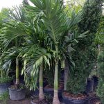 Christmas Palm Tree - Adonidia merrillii -0