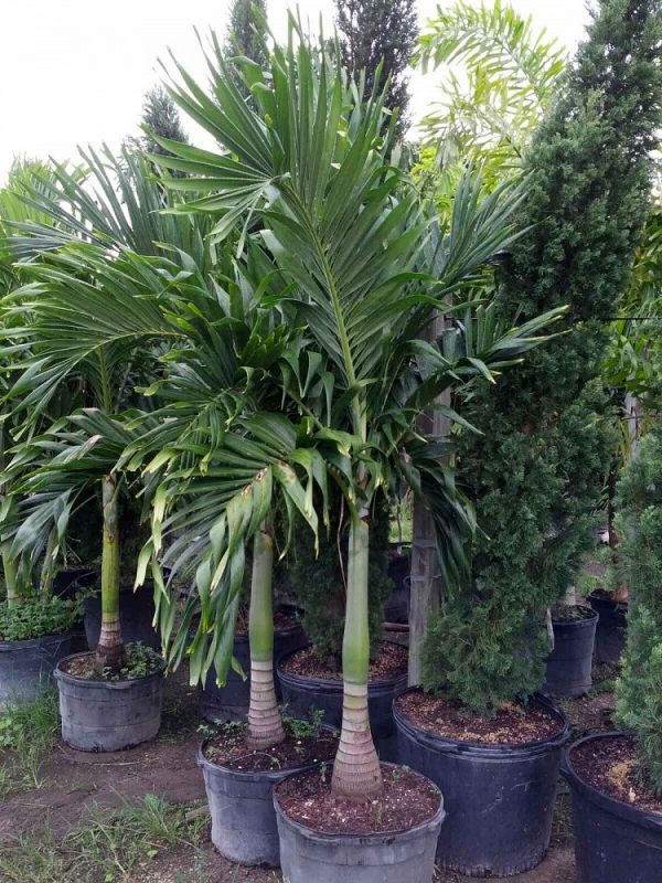 Christmas Palm Tree - Adonidia merrillii -0