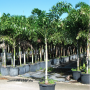 Foxtail Palm Tree-83