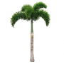 Foxtail Palm Tree-84