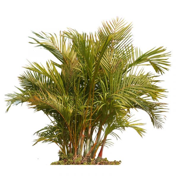 Areca Palm Tree