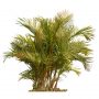 Areca Palm Tree