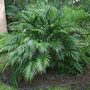 Bamboo Palm Tree