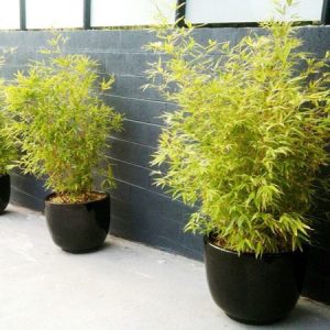 Golden Goddess Bamboo Tree