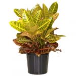 Petra Croton Tree
