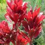Red Sister - Cordyline fruticose