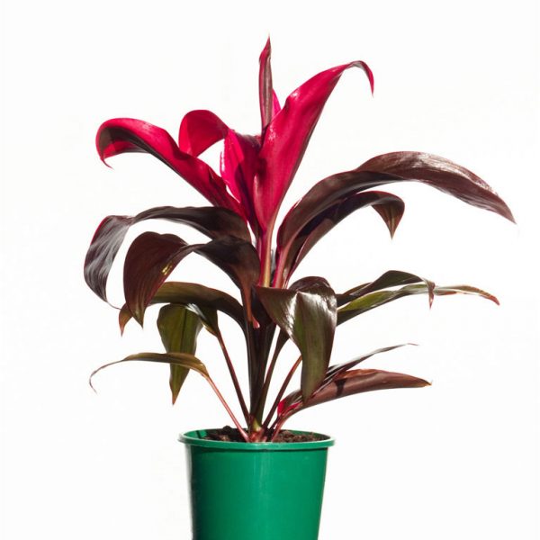 Red Sister - Cordyline fruticose