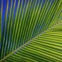 Coconut Palm Leaf-185