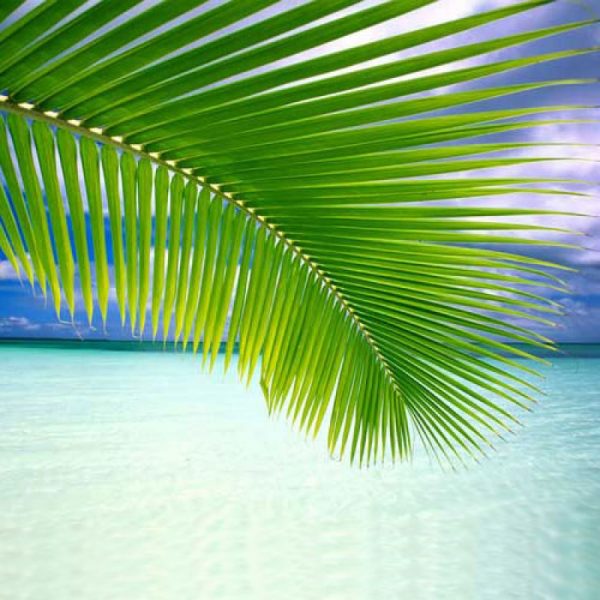 Small Coconut Palm Leaf-0