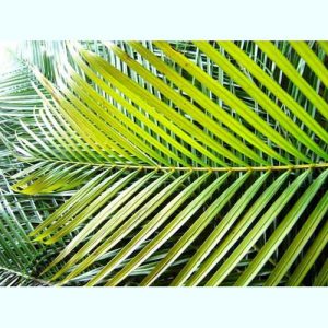 Large Areca Palm Leaves for tropical decorations-0
