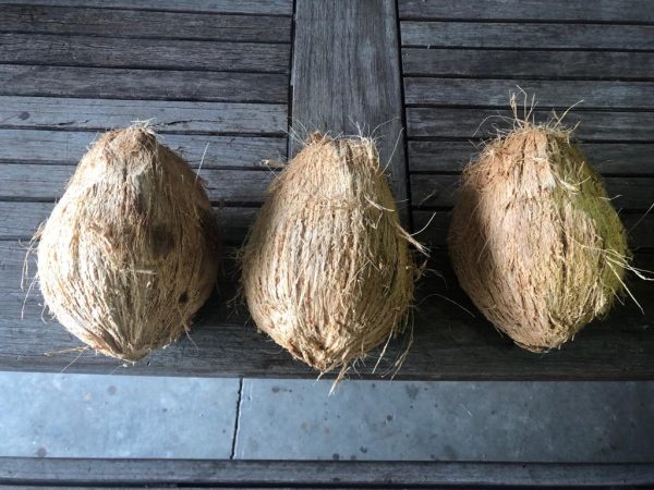 Coconut for Pooja (Puja) - Big-0