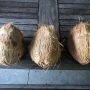 Coconut for Pooja (Puja) - Big-0