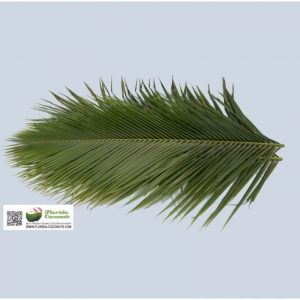 Phoenix Robellini - The Pygmy Date Palm Leave-0