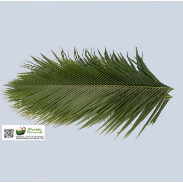 Phoenix Robellini - The Pygmy Date Palm Leave-0